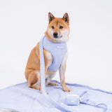 Frenchie Comfort Leash - Terry- Blue from Frenchie Bulldog