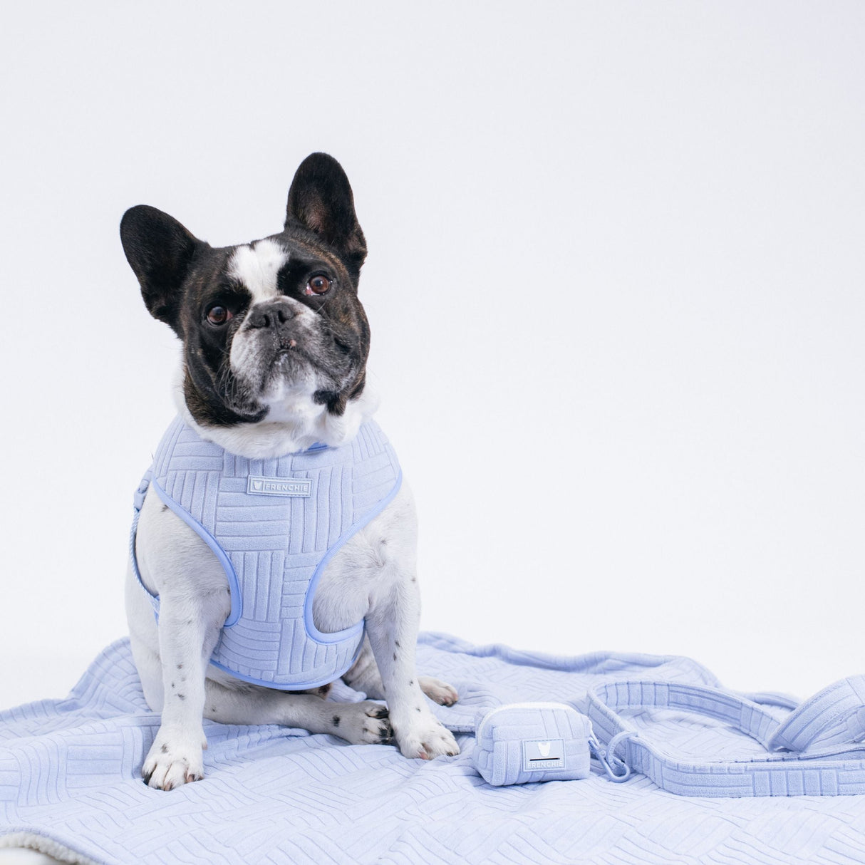 Frenchie Duo Reversible Harness - Terry- Blue from Frenchie Bulldog