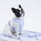 Frenchie Duo Reversible Harness - Terry- Blue from Frenchie Bulldog