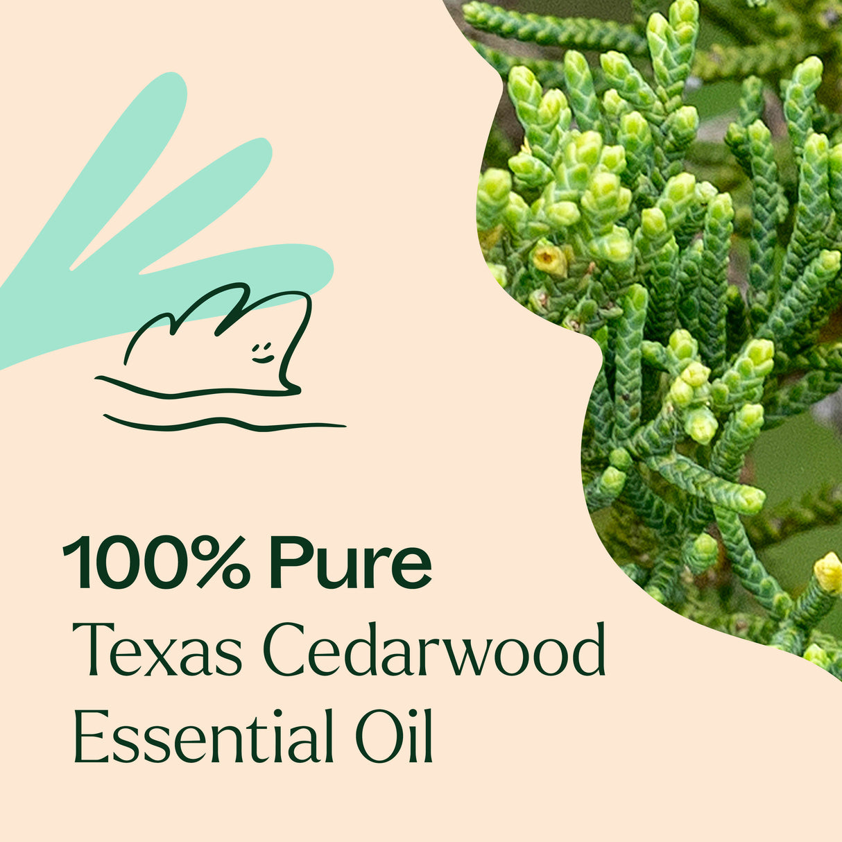 Texas Cedarwood Essential Oil from Plant Therapy