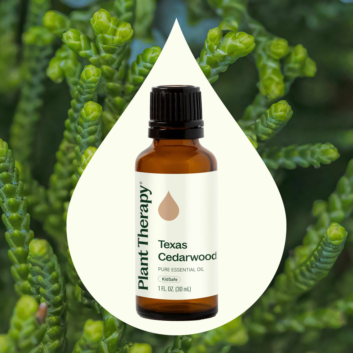 Texas Cedarwood Essential Oil from Plant Therapy