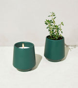 Rooted Candles from Modern Sprout