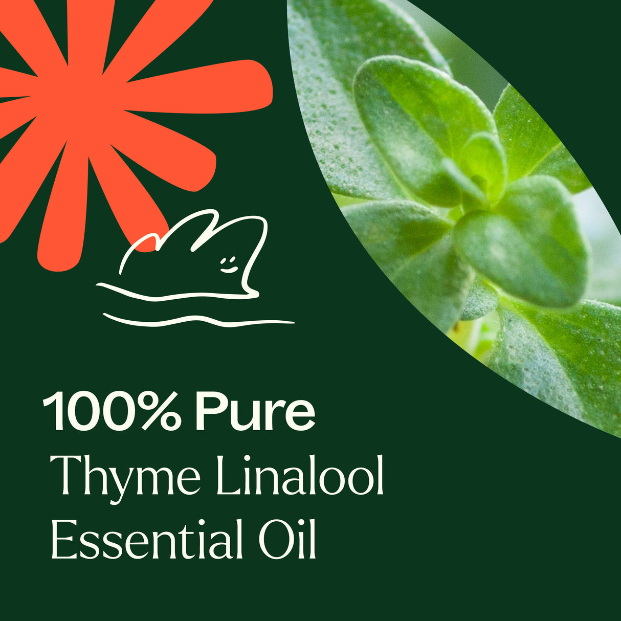 Thyme Linalool Essential Oil from Plant Therapy