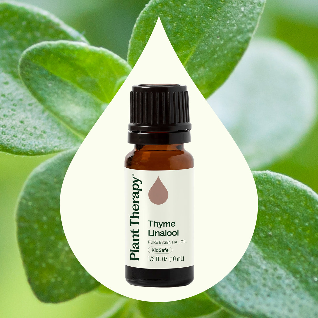 Thyme Linalool Essential Oil from Plant Therapy