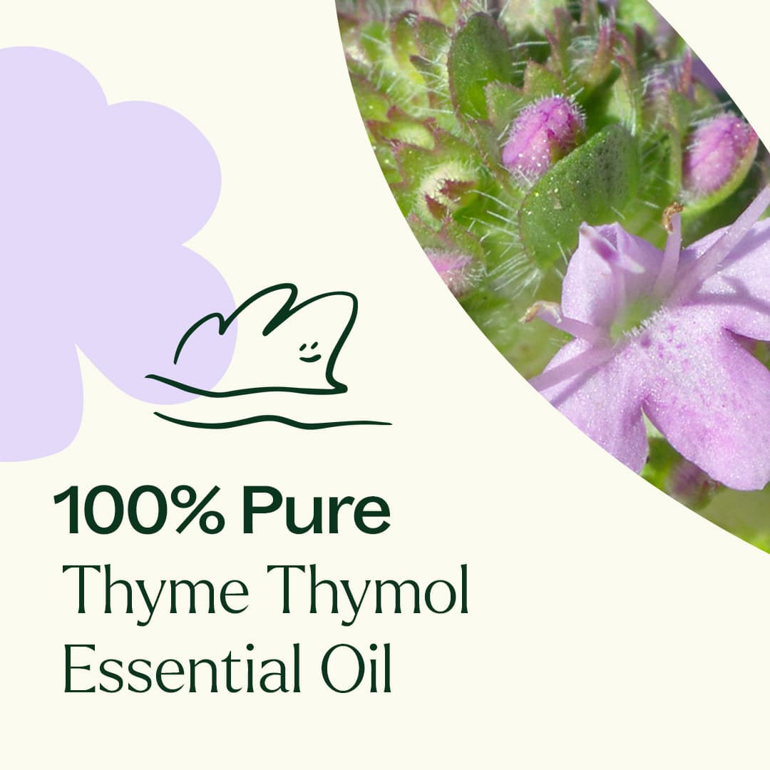 Thyme Thymol Essential Oil from Plant Therapy