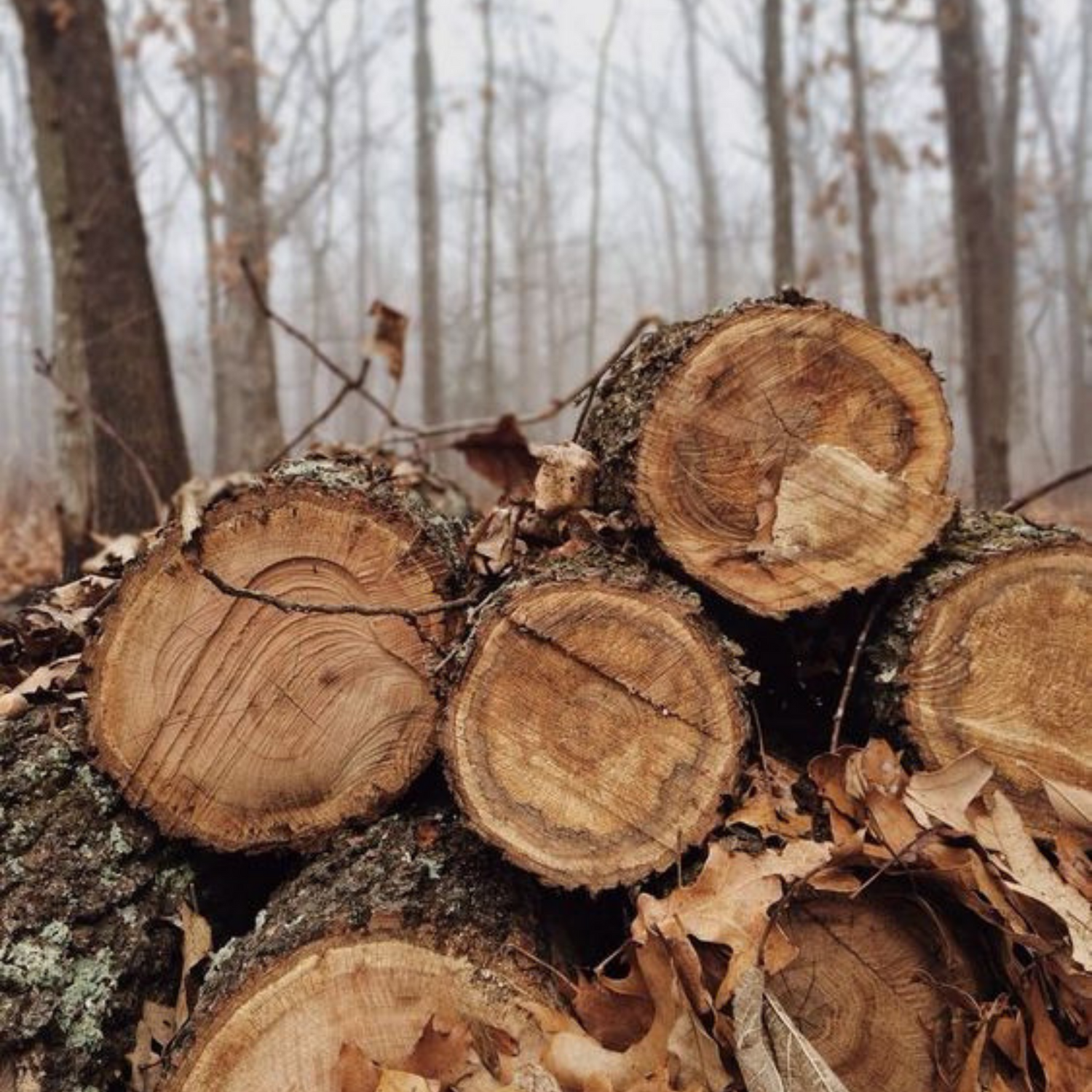 Oak For Men from Wicked Good Perfume