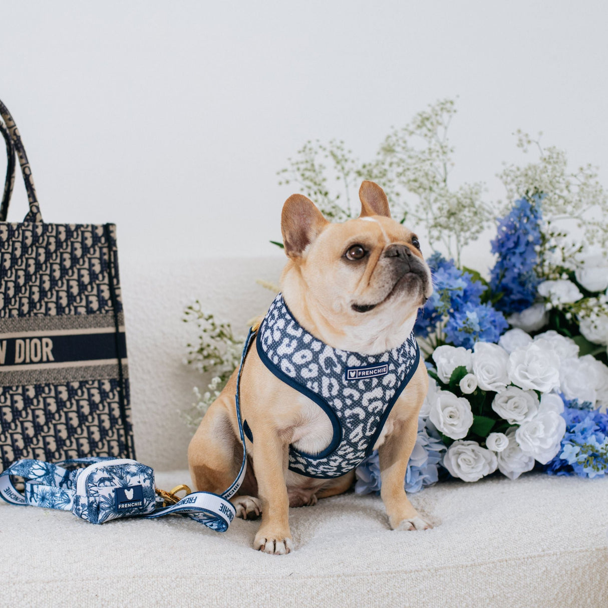 Frenchie Duo Reversible Harness - Toile- Blue from Frenchie Bulldog