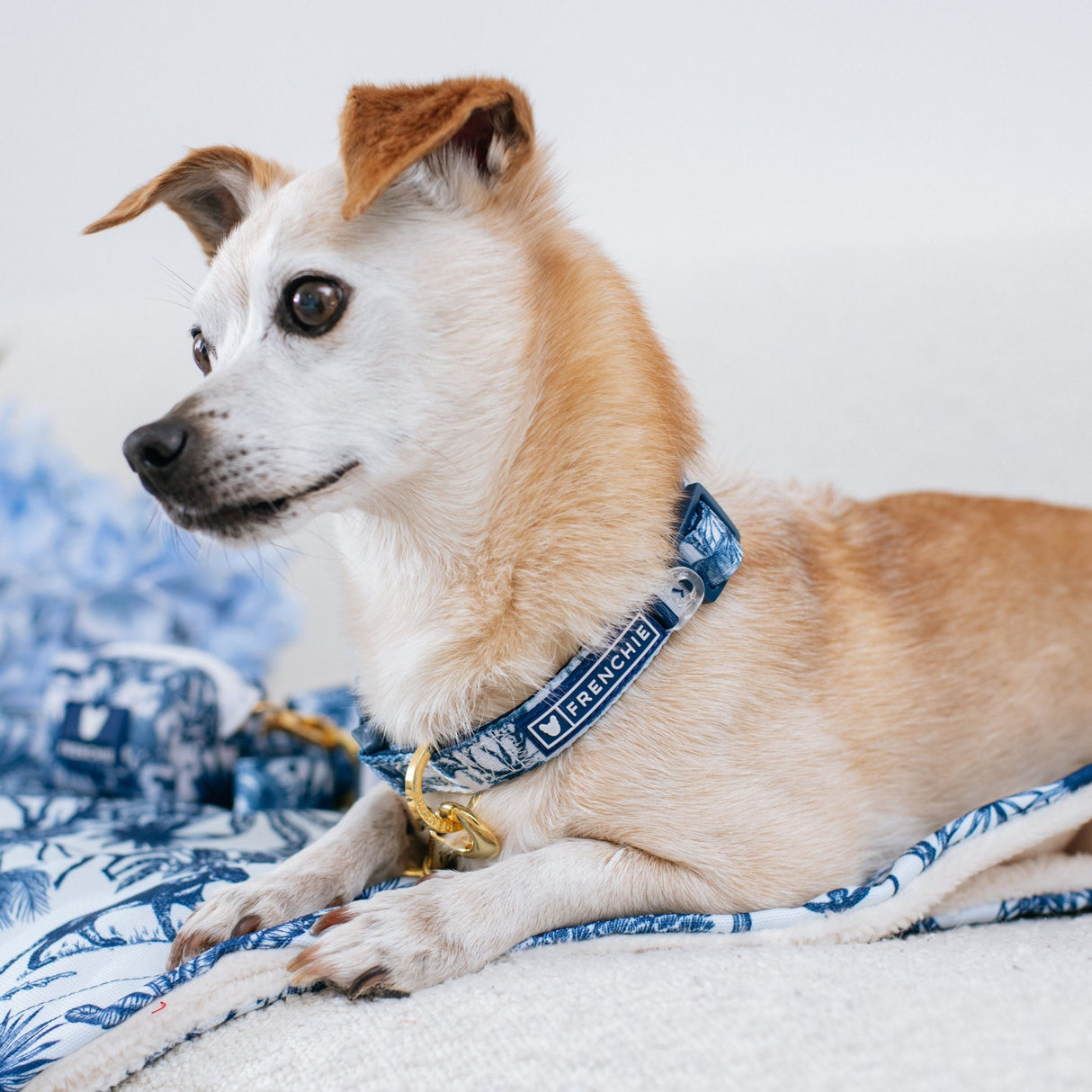 Frenchie Comfort Collar - Toile- Blue from Frenchie Bulldog