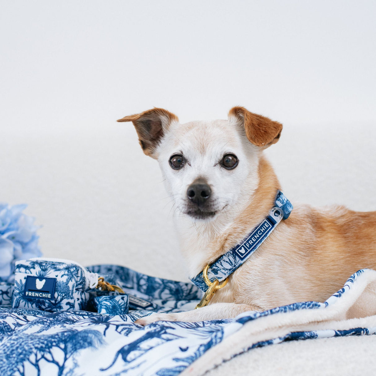 Frenchie Comfort Collar - Toile- Blue from Frenchie Bulldog