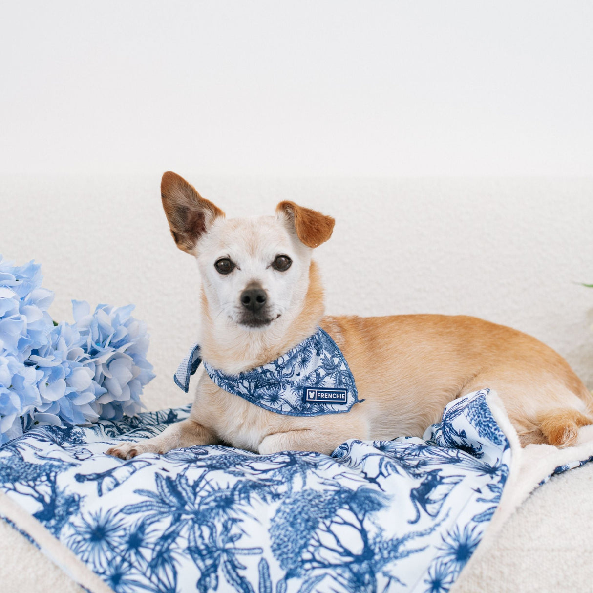 Frenchie Cooling Bandana - Toile- Blue from Frenchie Bulldog