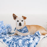 Frenchie Cooling Bandana - Toile- Blue from Frenchie Bulldog