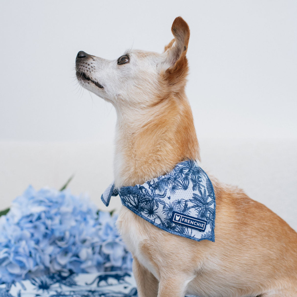 Frenchie Cooling Bandana - Toile- Blue from Frenchie Bulldog