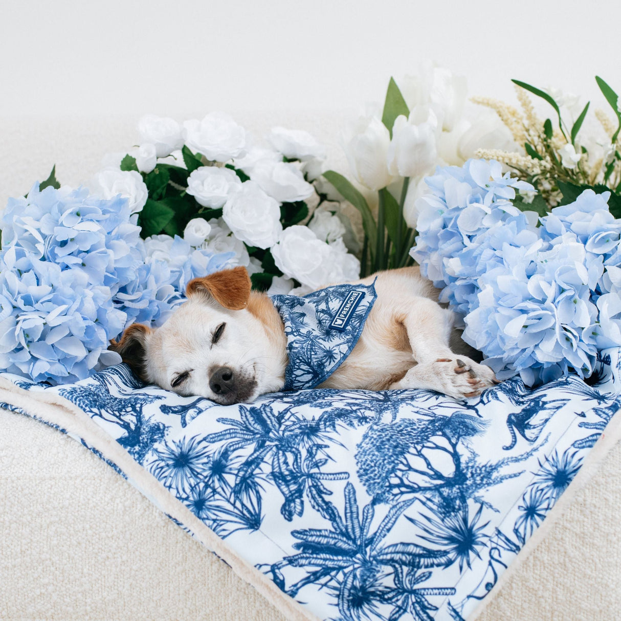 Frenchie Cooling Bandana - Toile- Blue from Frenchie Bulldog