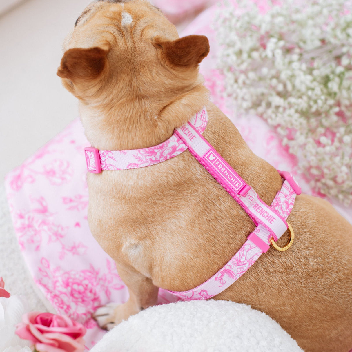 Frenchie Strap Harness - Toile- Pink from Frenchie Bulldog