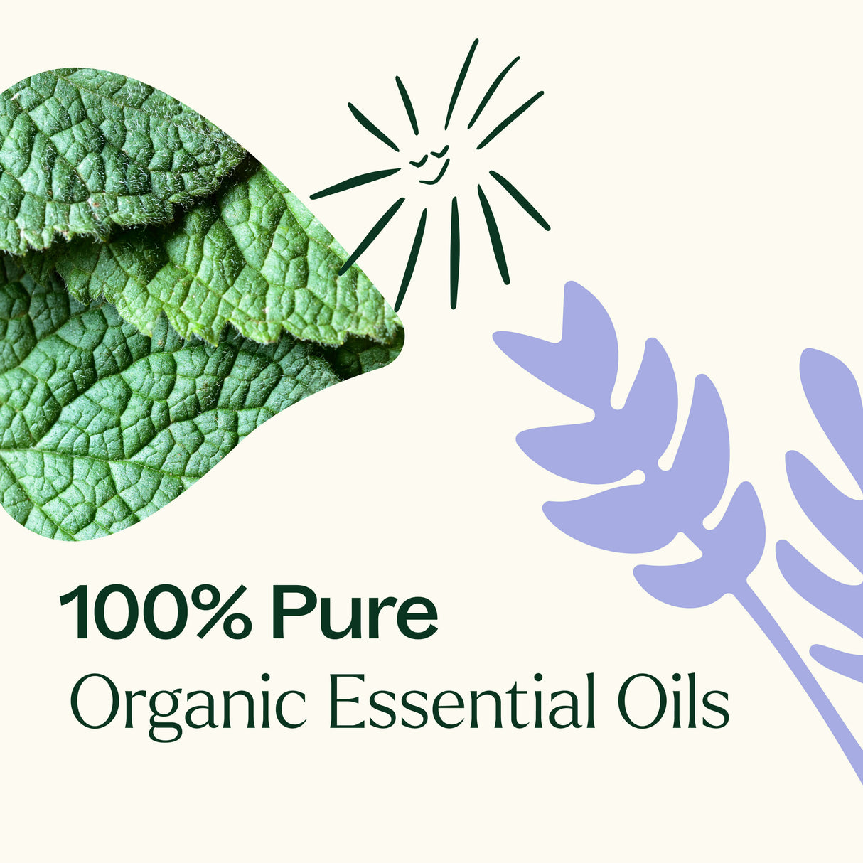 Top 3 Organic Singles Set from Plant Therapy