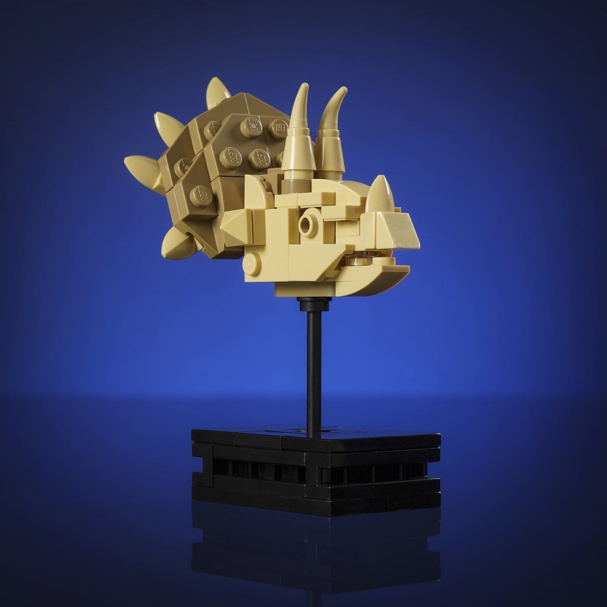 Triceratops Fossil from Bricker Builds