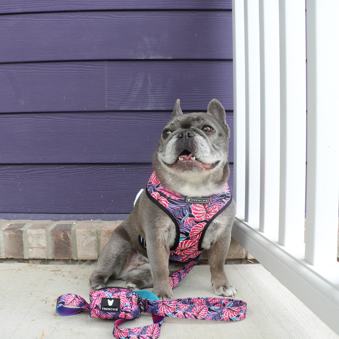 Frenchie Duo Reversible Harness - Tropical Palms from Frenchie Bulldog
