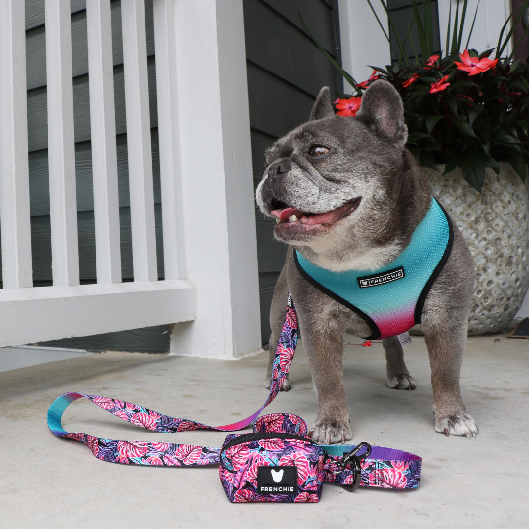 Frenchie Duo Reversible Harness - Tropical Palms from Frenchie Bulldog