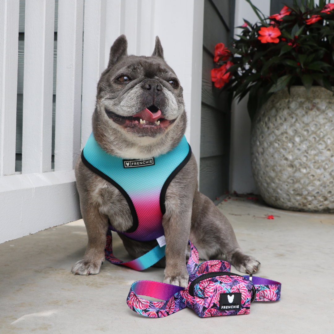 Frenchie Duo Reversible Harness - Tropical Palms from Frenchie Bulldog
