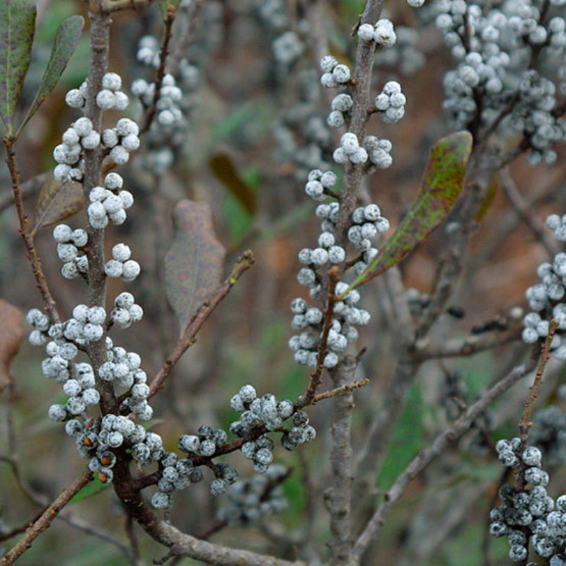 Bayberry from Wicked Good Perfume