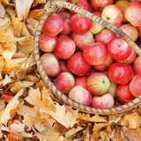 Apple + Oak From Wicked Good Perfume