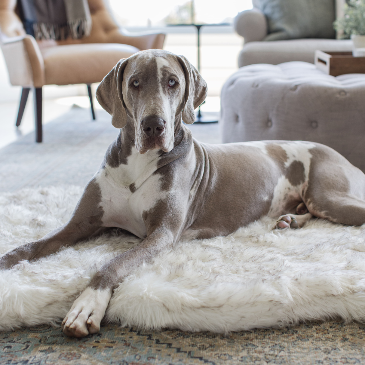PupRug by Paw.com™ Faux Fur Orthopedic Dog Bed - Curve White with Brown Accents from Paw.com
