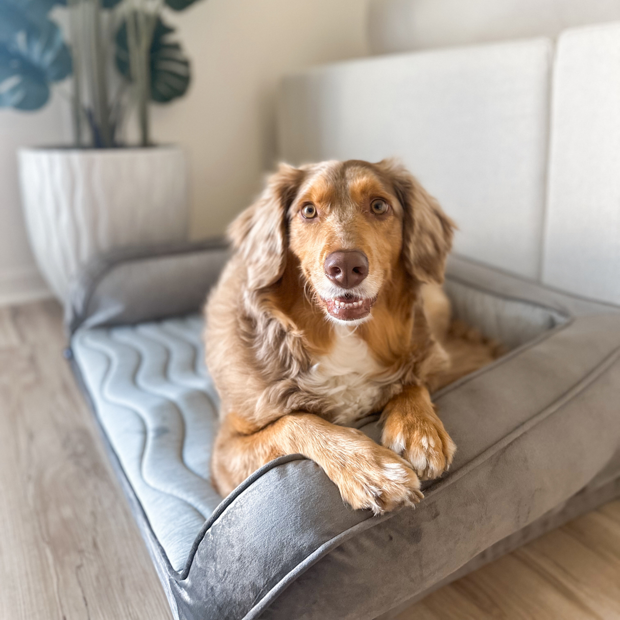 PupChill™ Cooling Bolster Dog Bed from Paw.com