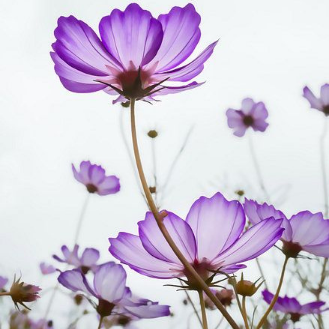 Violet Blossom from Wicked Good Perfume