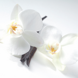 Madagascar Vanilla from Wicked Good Perfume