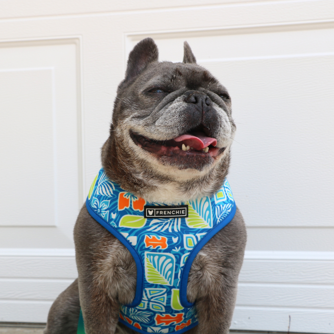 Frenchie Duo Reversible Harness - Waikiki from Frenchie Bulldog
