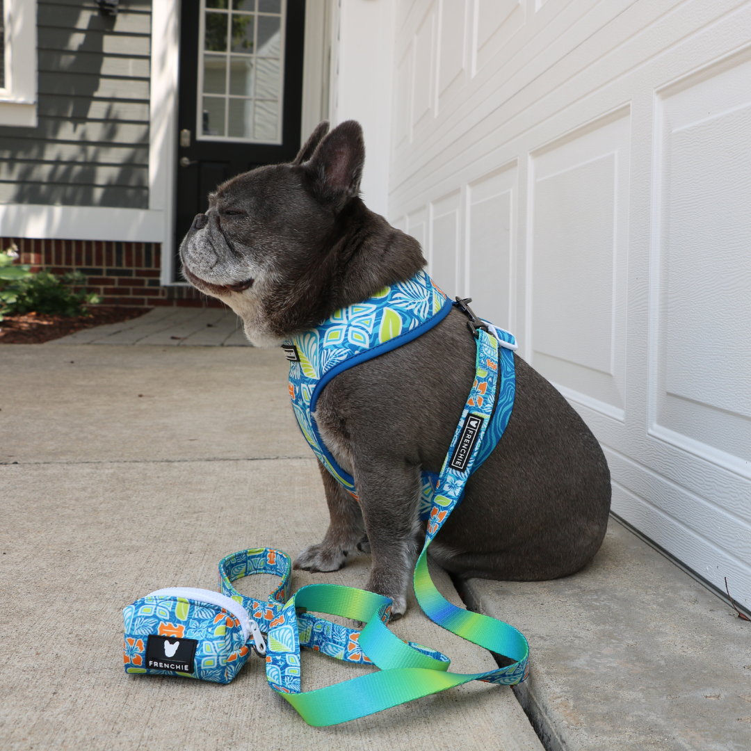 Frenchie Comfort Leash - Waikiki from Frenchie Bulldog