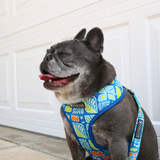 Frenchie Duo Reversible Harness - Waikiki from Frenchie Bulldog