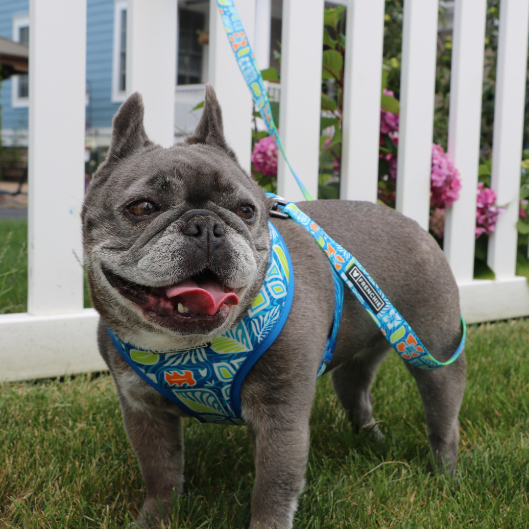 Frenchie Duo Reversible Harness - Waikiki from Frenchie Bulldog