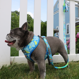 Frenchie Comfort Leash - Waikiki from Frenchie Bulldog