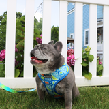 Frenchie Duo Reversible Harness - Waikiki from Frenchie Bulldog