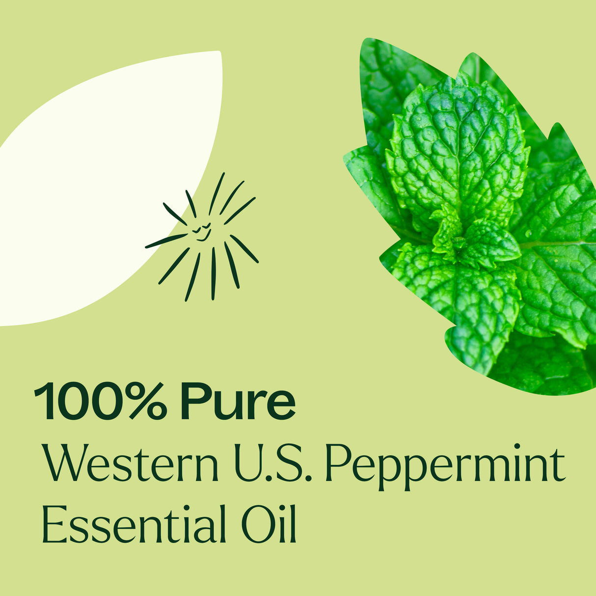 Western U.S. Peppermint Essential Oil from Plant Therapy