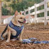 Frenchie Comfort Leash - Wild West- Blue from Frenchie Bulldog
