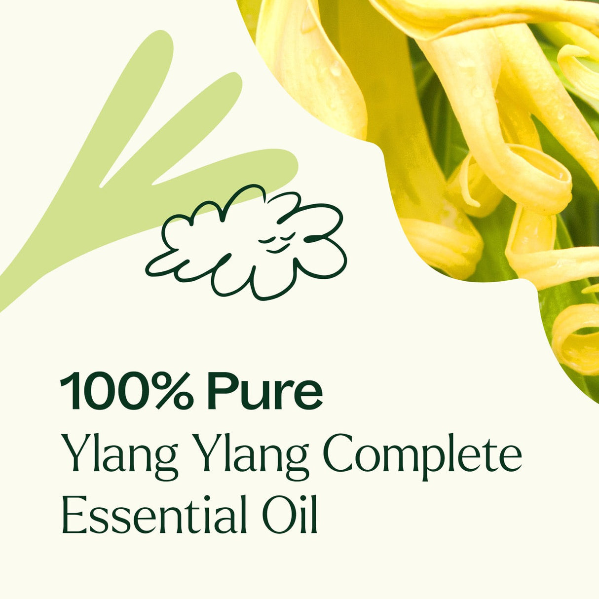 Ylang Ylang Complete Essential Oil from Plant Therapy