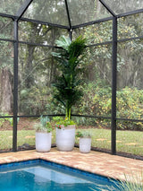 Double Stalk Golden Cane Artificial Palm Tree 10’ from Nearly Natural