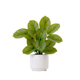 12" Artificial Calathea Plant with Decorative Planter from Nearly Natural
