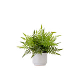 13" Artificial Boston Fern Plant with Decorative Planter from Nearly Natural