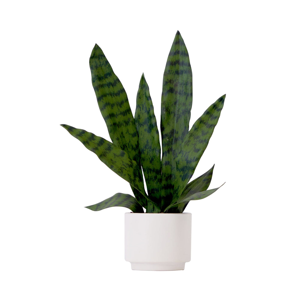 16" Artificial Sansevieria Snake Plant with Decorative Planter from Nearly Natural