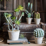 Artificial Faux Cactus Plant Bonsai Potted From Rustic Reach