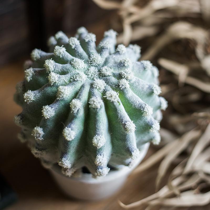 Artificial Faux Cactus Plant Bonsai Potted From Rustic Reach