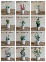 Artificial Faux Cactus Plant Bonsai Potted From Rustic Reach