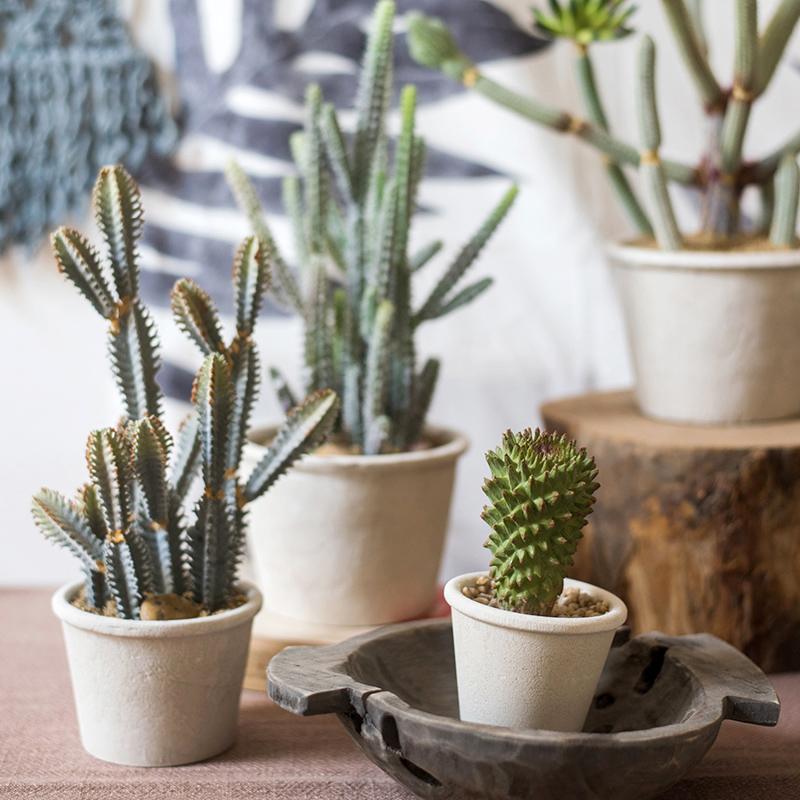 Artificial Faux Cactus Plant Bonsai Potted From Rustic Reach