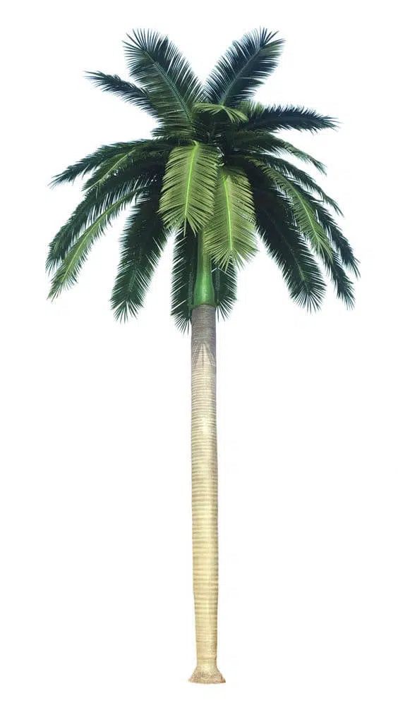 Tall Artificial Royal Palm Tree (13ft - 23ft) UV Resistant (10-12 Week Back Order) from Designer Plants USA