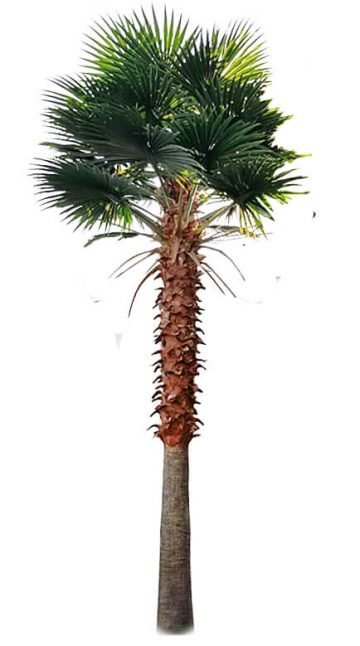 Tall Artificial Mexican Fan Palm Tree (13ft - 23ft) UV Resistant (10-12 Week Back Order) from Designer Plants USA