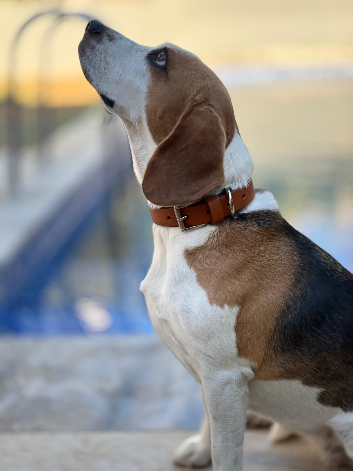 Pet Collar from Atlantis Handmade Shoes