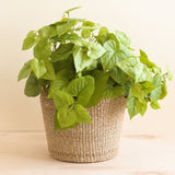 Natural Scallop Basket - Planter Basket |From  LIKHÂ